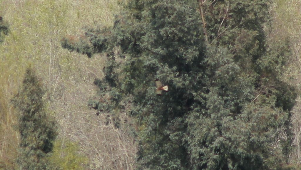 Identificazione rapace, grazie!!!